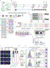 Extended Data Figure 1.