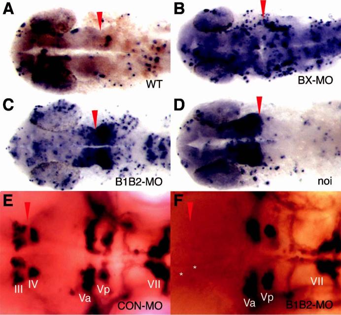 Fig. 7.