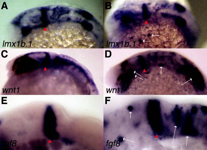 Fig. 9.