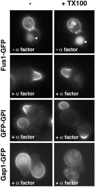 Fig 4.