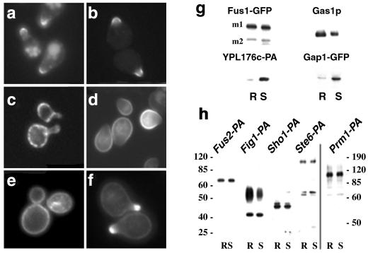 Fig 3.