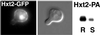 Fig 7.