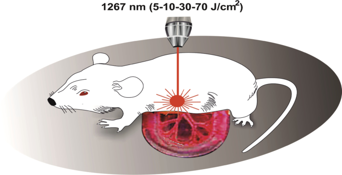 Fig. 1.