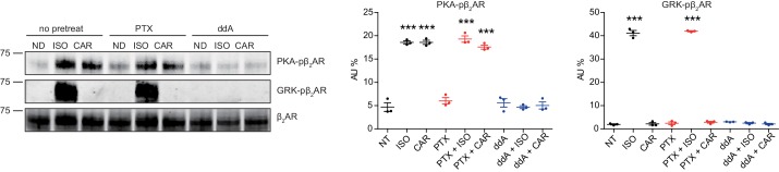 Figure 3—figure supplement 1.