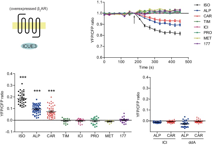 Figure 3—figure supplement 2.