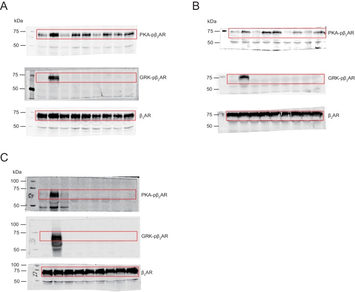 Figure 1—figure supplement 1.