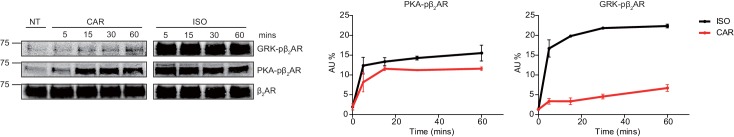 Figure 2—figure supplement 3.