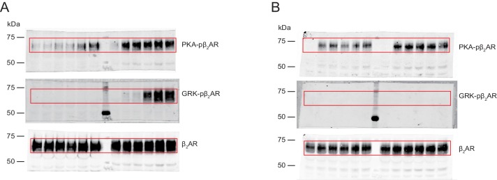 Figure 6—figure supplement 1.