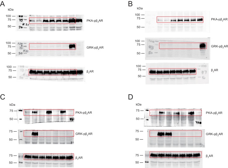 Figure 2—figure supplement 1.