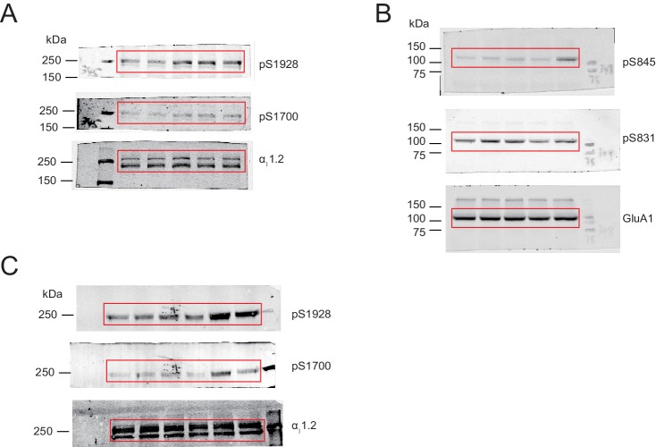 Figure 4—figure supplement 1.