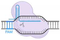 graphic file with name cells-09-02518-i001.jpg