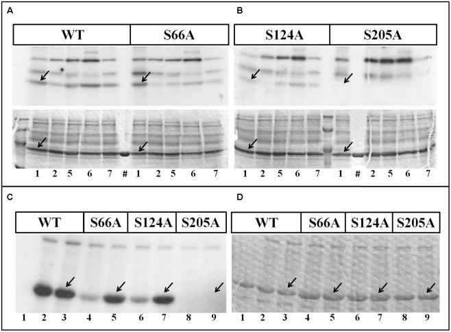 FIGURE 4