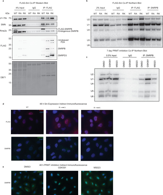 Figure 5—figure supplement 2.