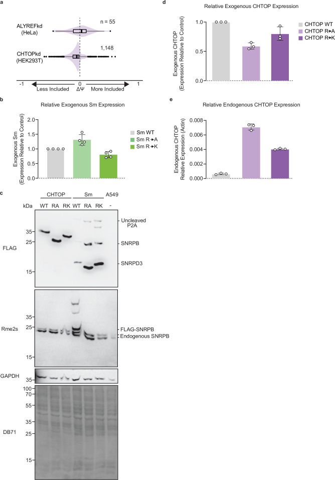 Figure 5—figure supplement 1.