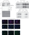 Figure 5—figure supplement 2.