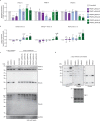 Figure 1—figure supplement 1.