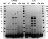 Fig 5