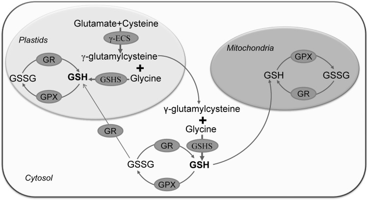 Fig. 2