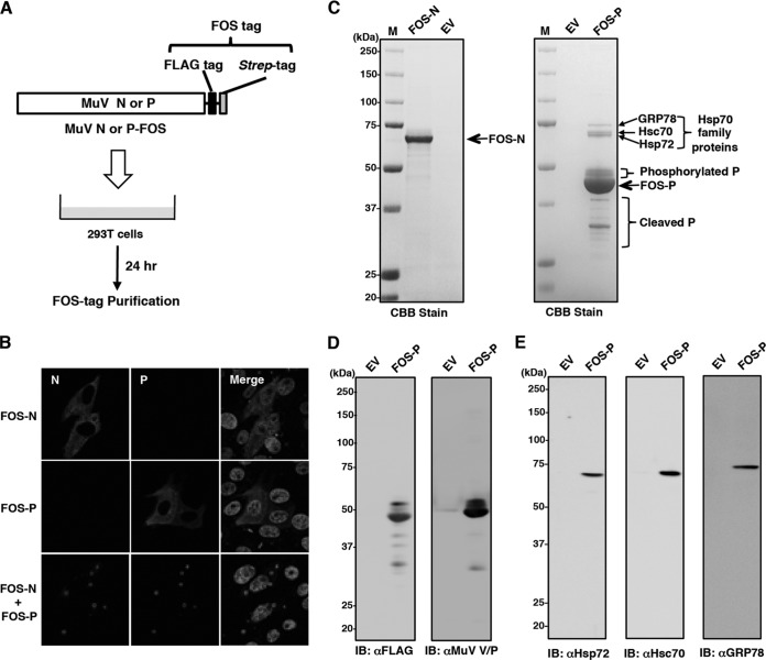 FIG 2