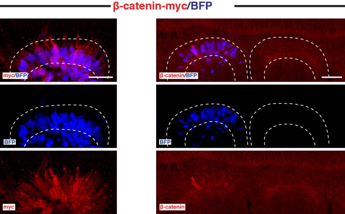 Figure 5—figure supplement 1.