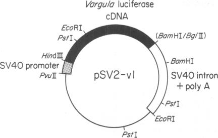 graphic file with name pnas01094-0229-a.jpg