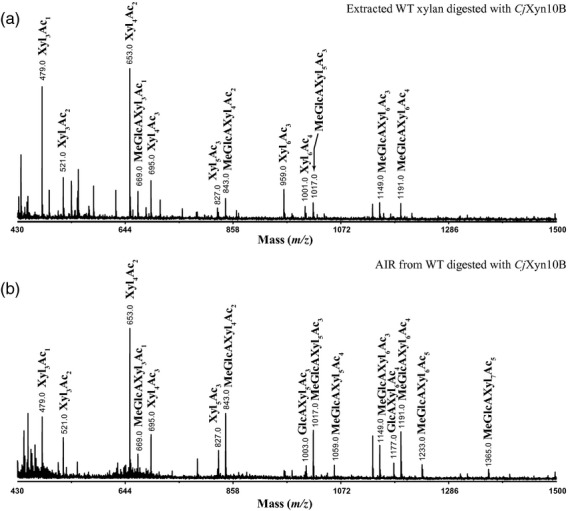 The pattern of xylan acetylation suggests xylan may interact with ...