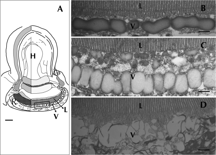 Fig 5