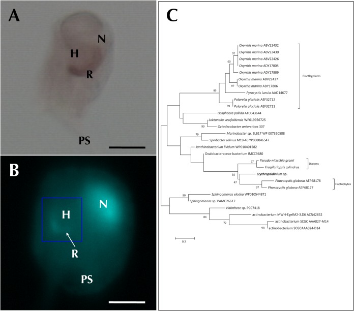 Fig 6