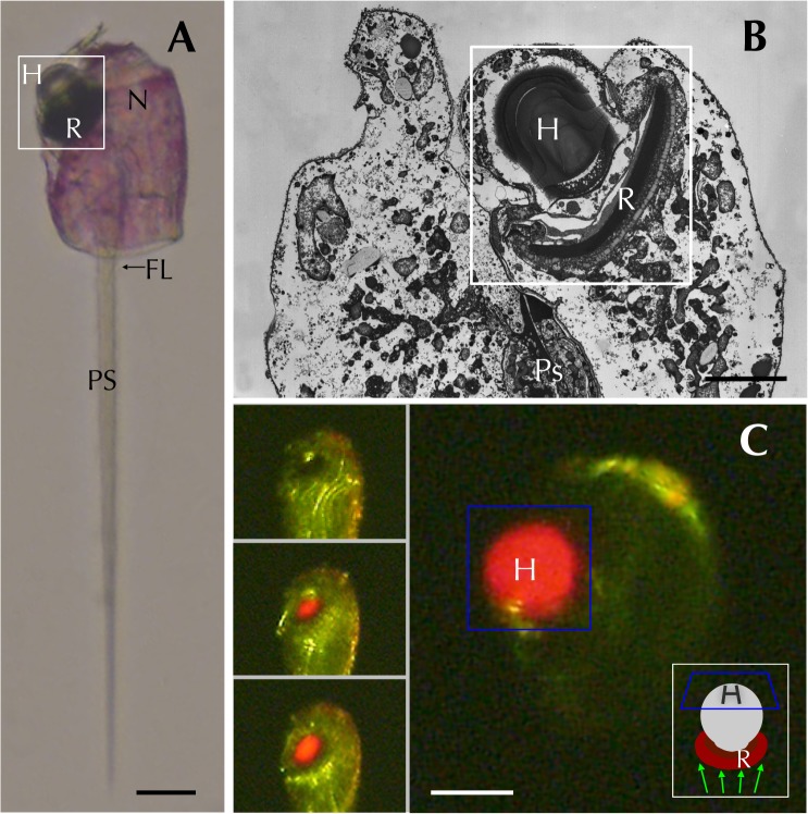 Fig 1