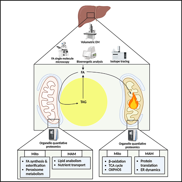 graphic file with name nihms-1905358-f0001.jpg