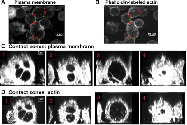 Fig. 4