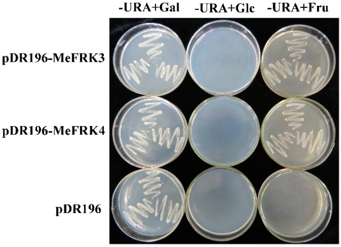 Figure 11