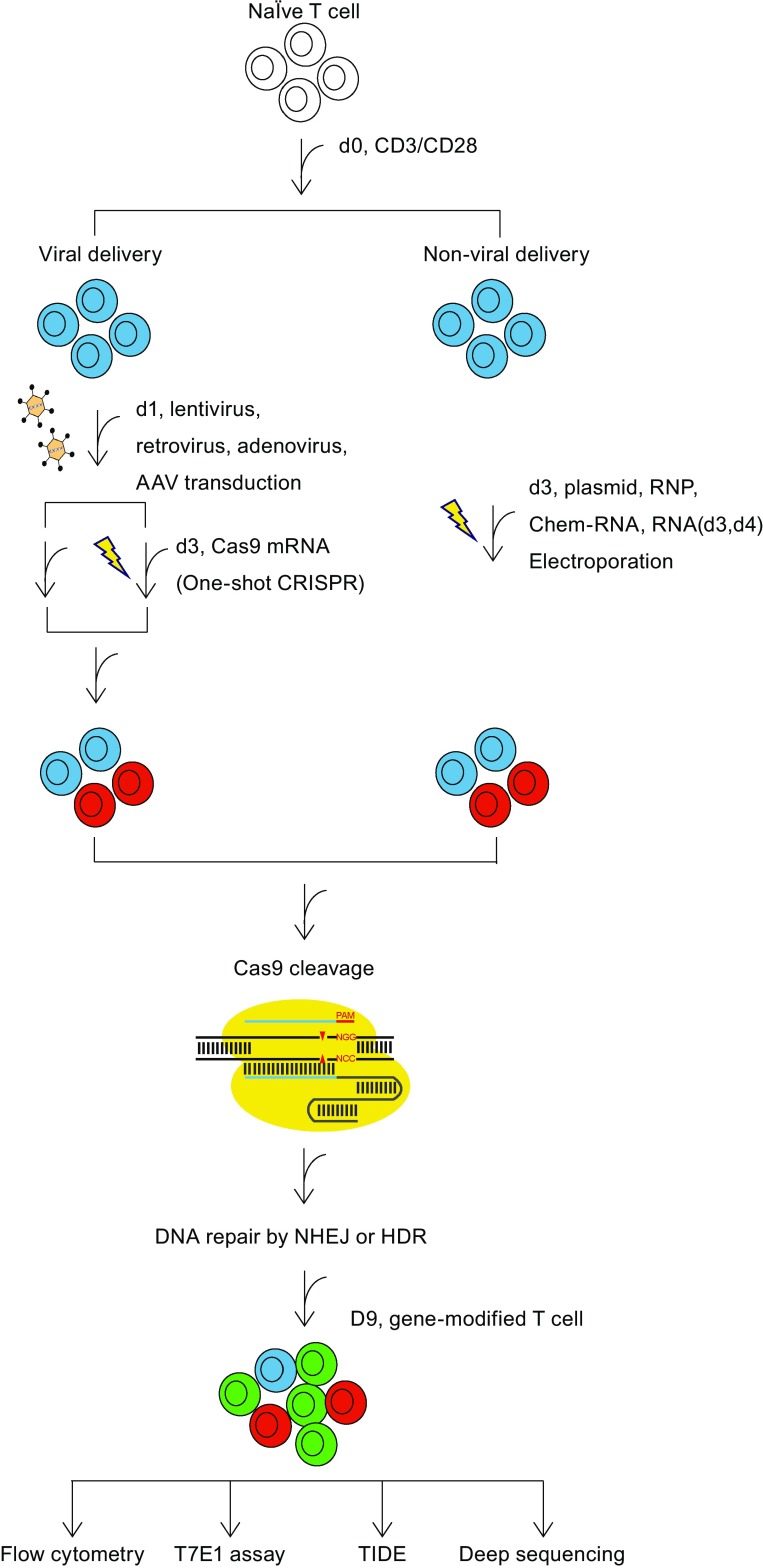 Figure 1