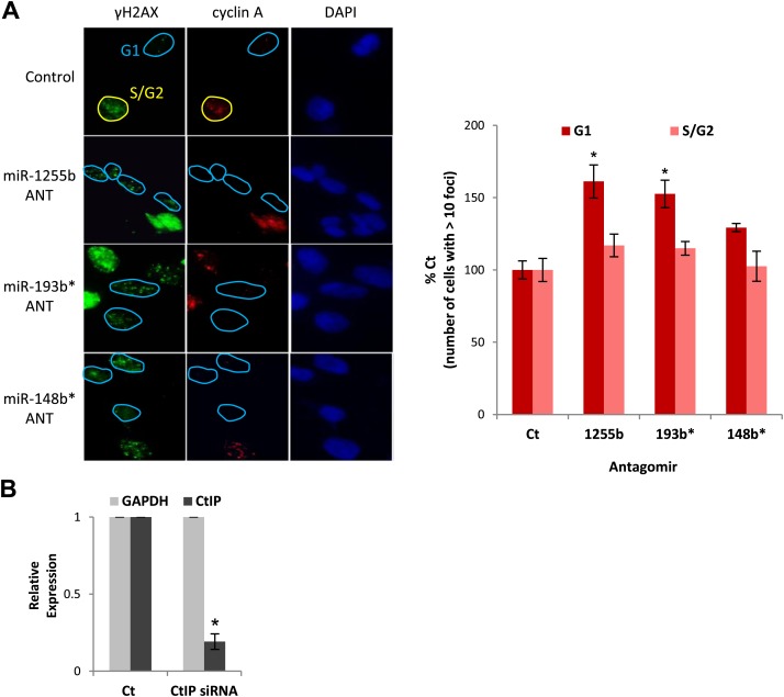 Figure 6—figure supplement 1.