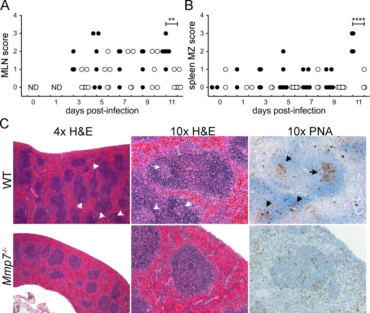 Fig 6