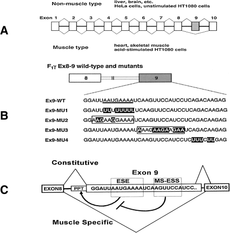 Figure 7. 