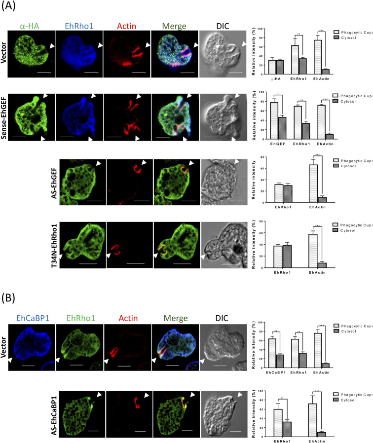 Fig 8