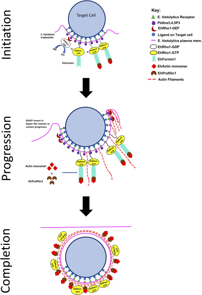 Fig 12