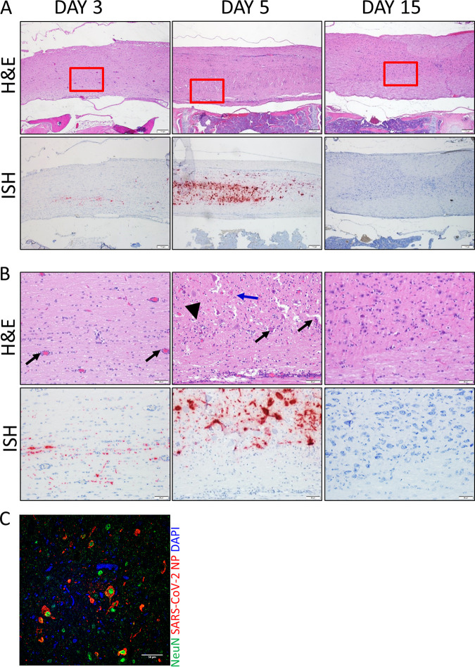 FIG 6