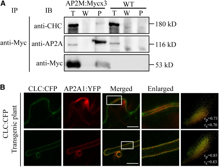 Figure 2.