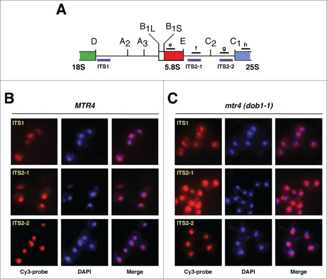 Figure 2.