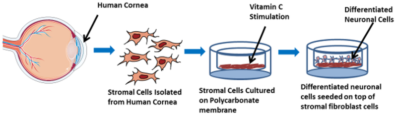 Figure 1: