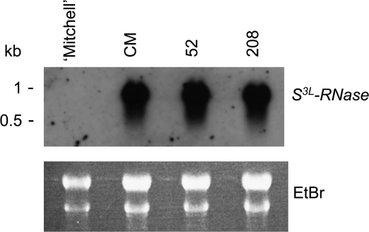 Fig. 9.