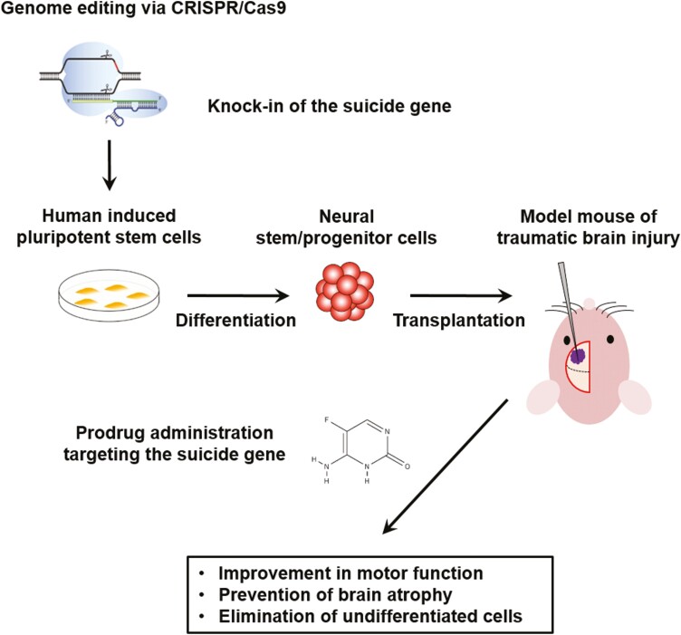 Graphical Abstract