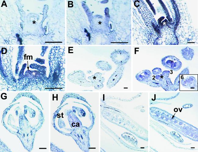 Fig 1.