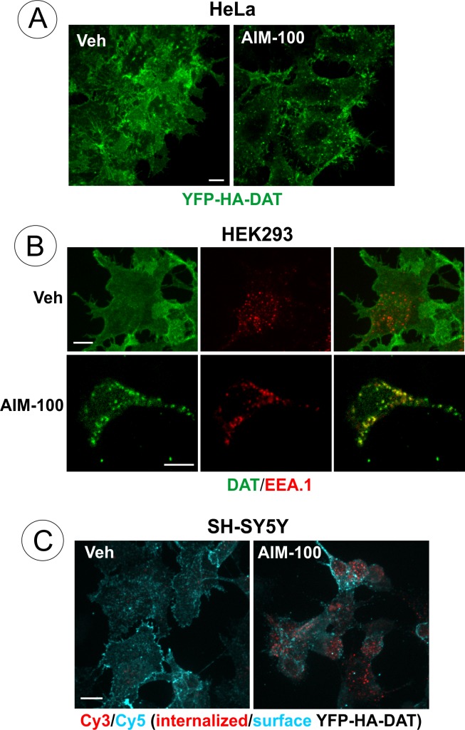 Figure 1—figure supplement 2.