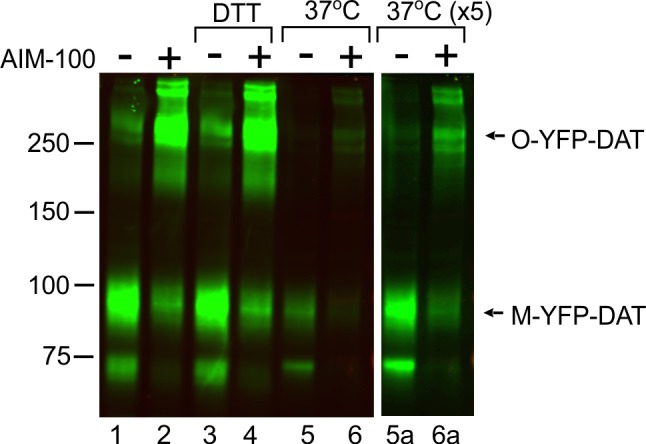 Figure 1—figure supplement 1.