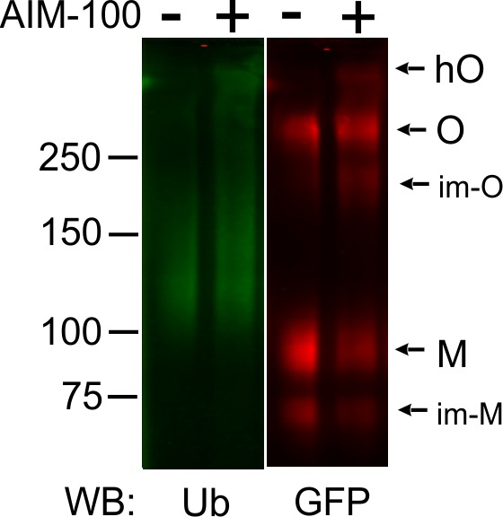 Figure 8—figure supplement 1.