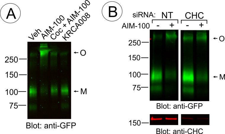 Figure 10—figure supplement 2.