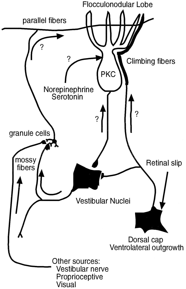 Fig. 12.